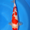 Sakamaki - Maruten Kohaku - Nisai - 32cm