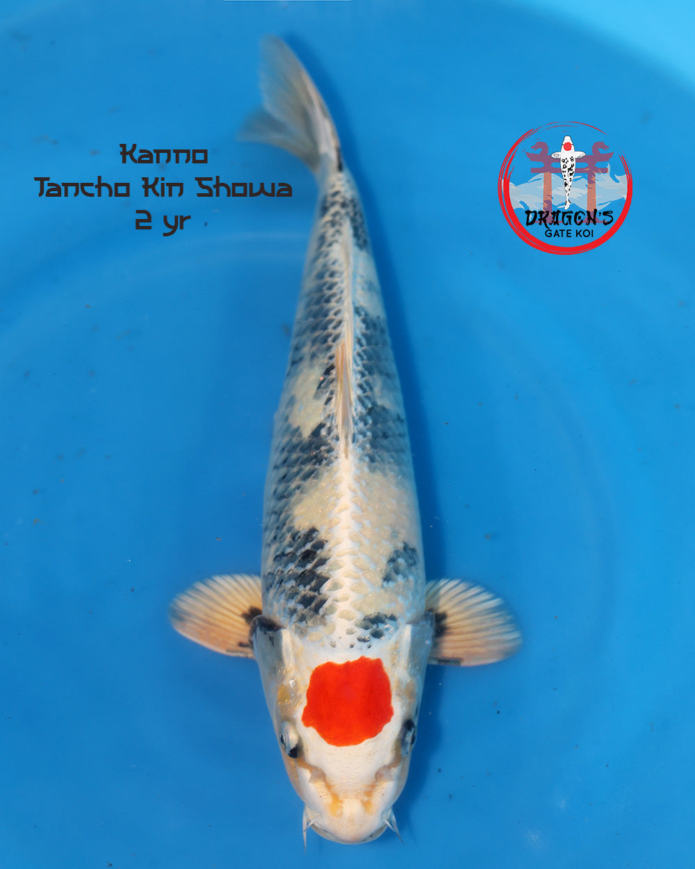 Kanno - Tancho Kin Showa - Nisai - 42cm