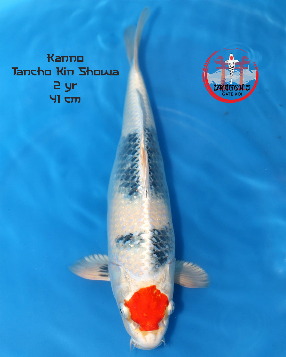 Kanno - Tancho Kin Showa - Nisai - 42cm