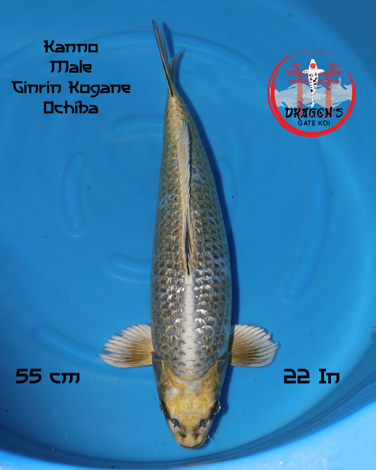 Ginrin Kogane Ochiba - Kanno Koi Farm - Nisai - Male - 55 cm