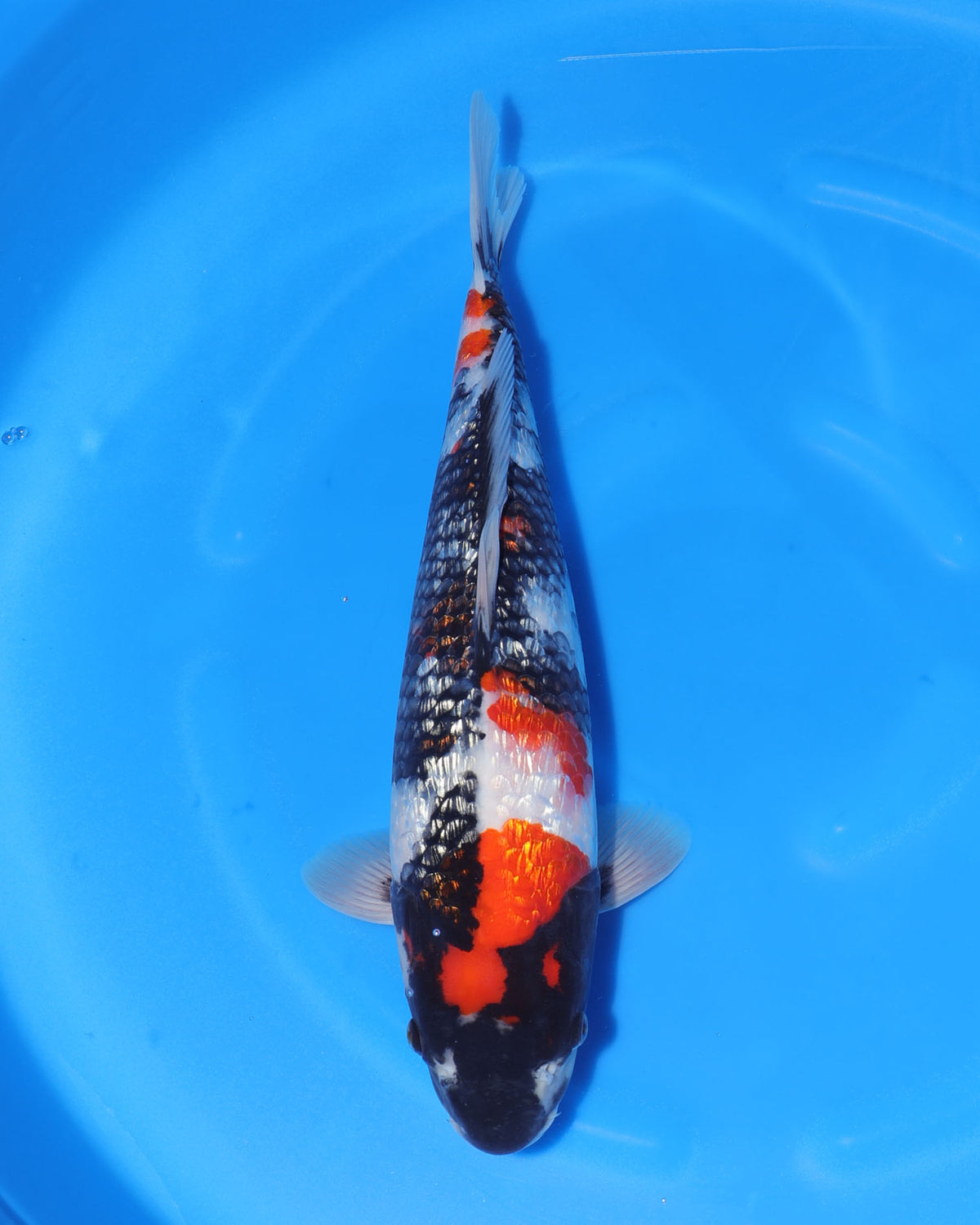 Ginrin Showa - Marushin Koi Farm - Nisai - Female - 43cm