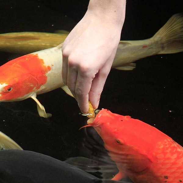 Aquascape Koi Krunchies - Hand Feeding Treats