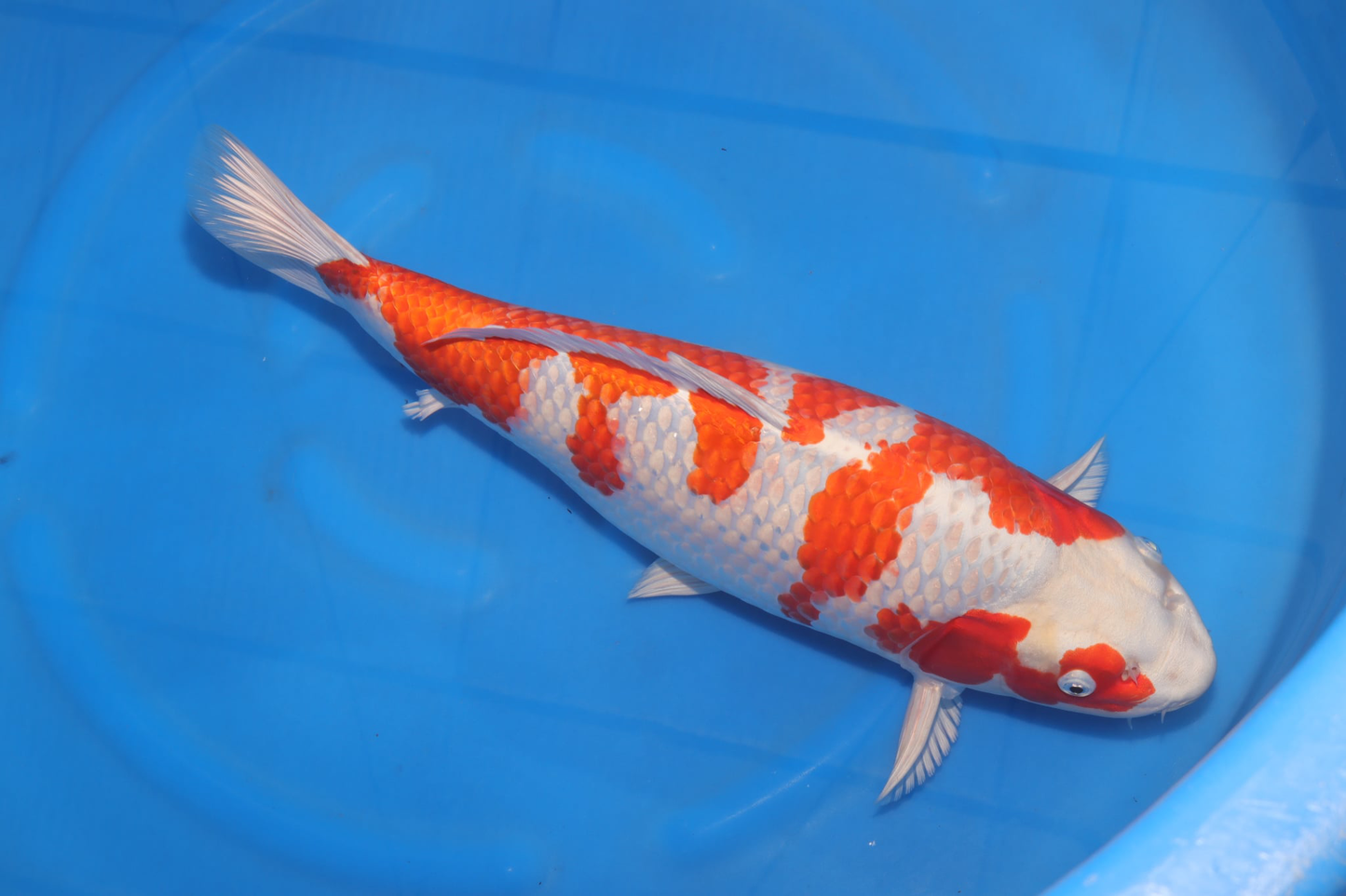 Wada - Sakura Ogon - Female - 51 cm (HQ)