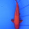 Ginrin Benigoi - Marusei Koi Farm - 14 In