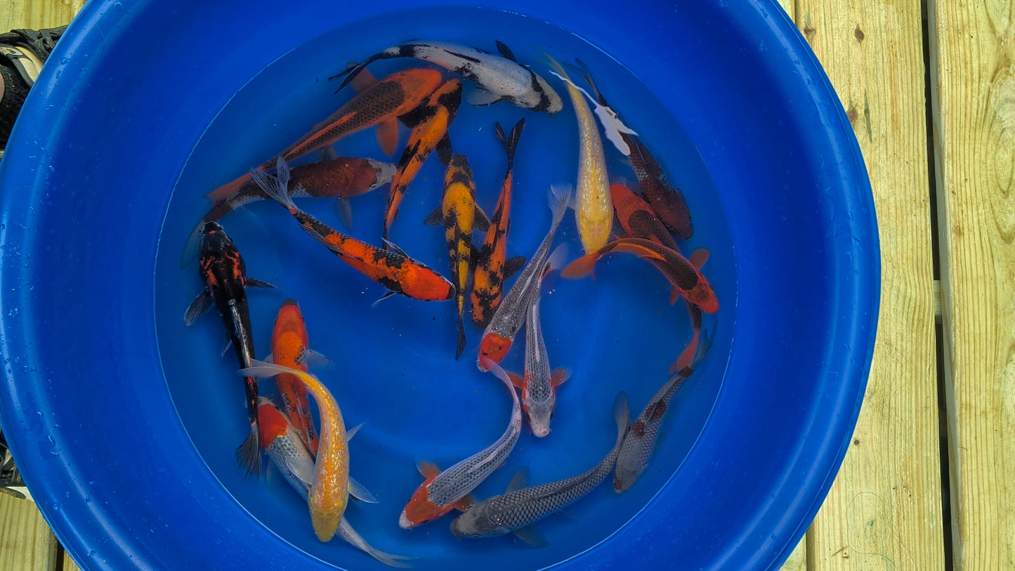 Tosai Pond Pack - Regular Fin
