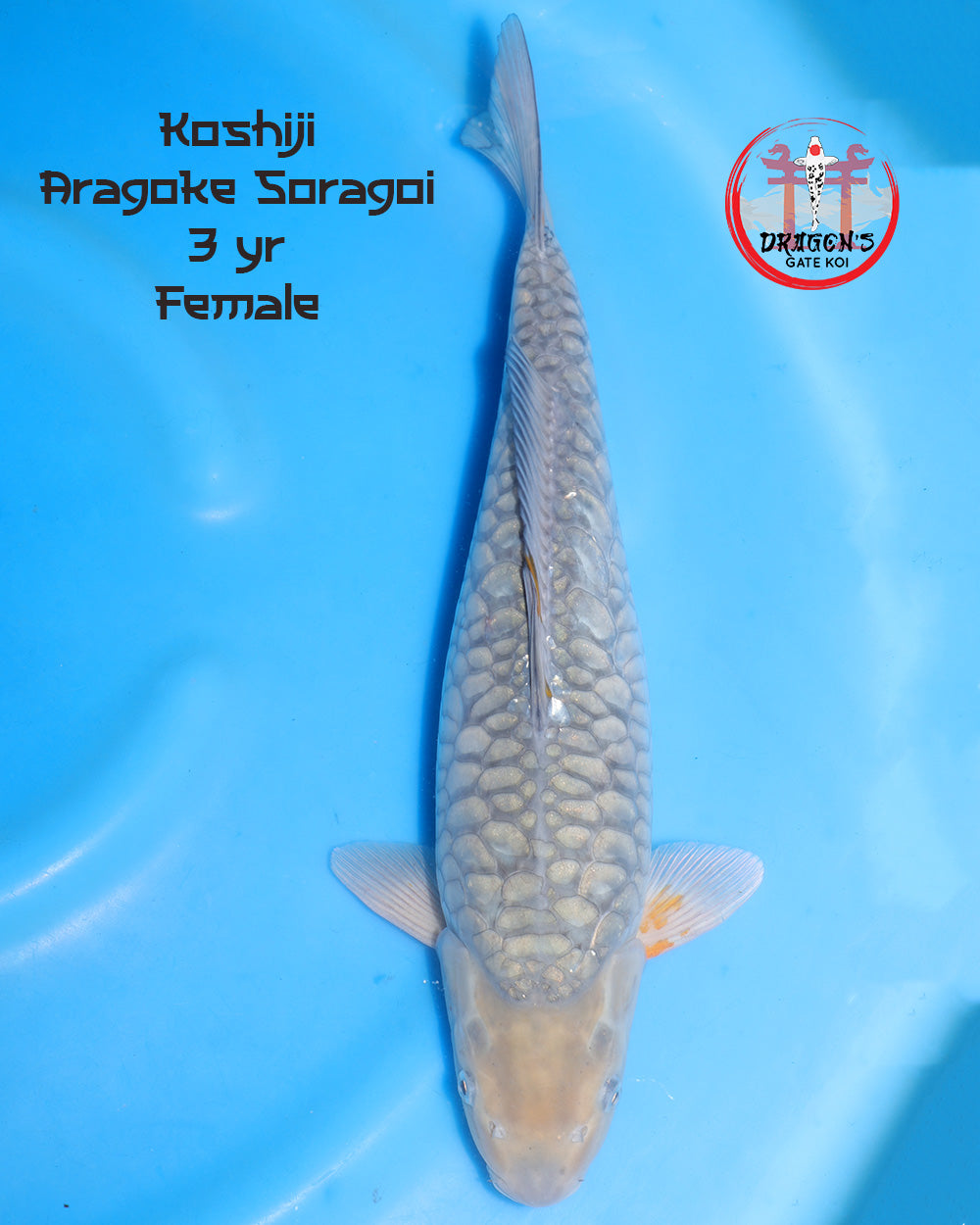 Koshiji - Aragoke Chagoi - Male - Sansai - 52 cm