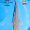 Koshiji - Aragoke Chagoi - Male - Sansai - 52 cm