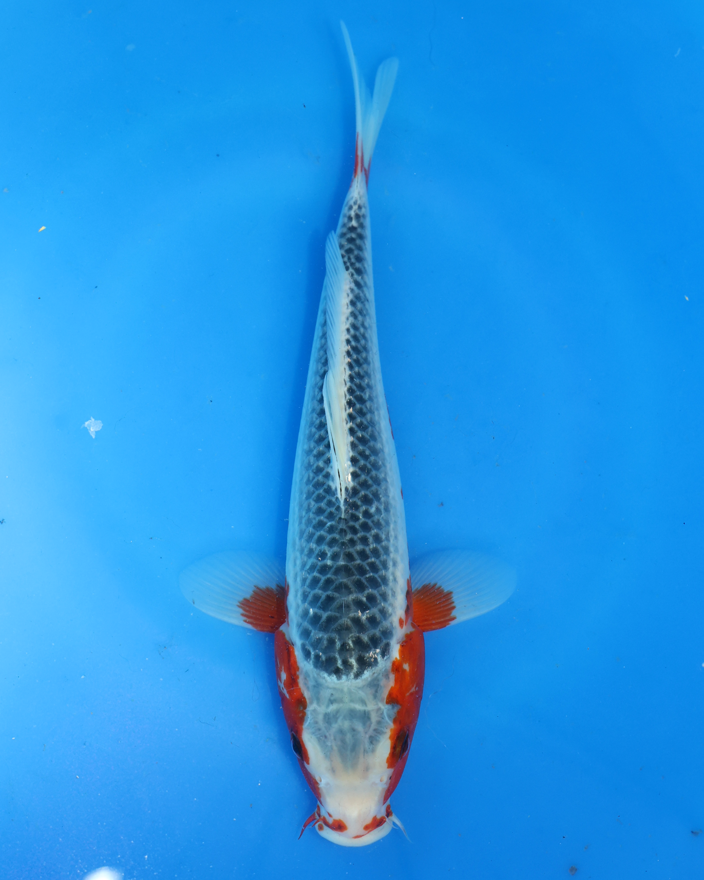 Asagi - Otsuka Koi Farm - Chibi Nisai - 8-10 inches