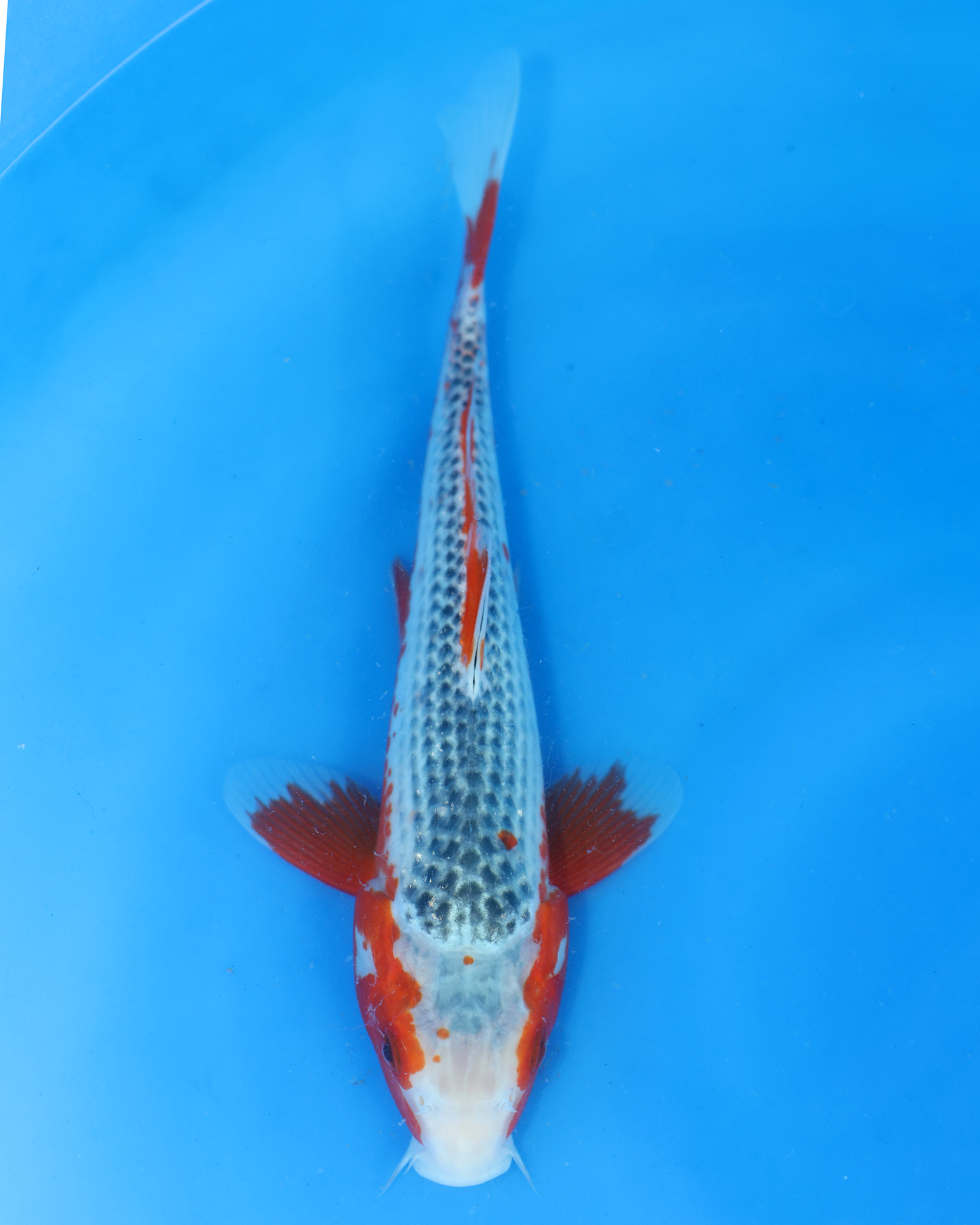 Asagi - Otsuka Koi Farm - Chibi Nisai - 8-10 inches
