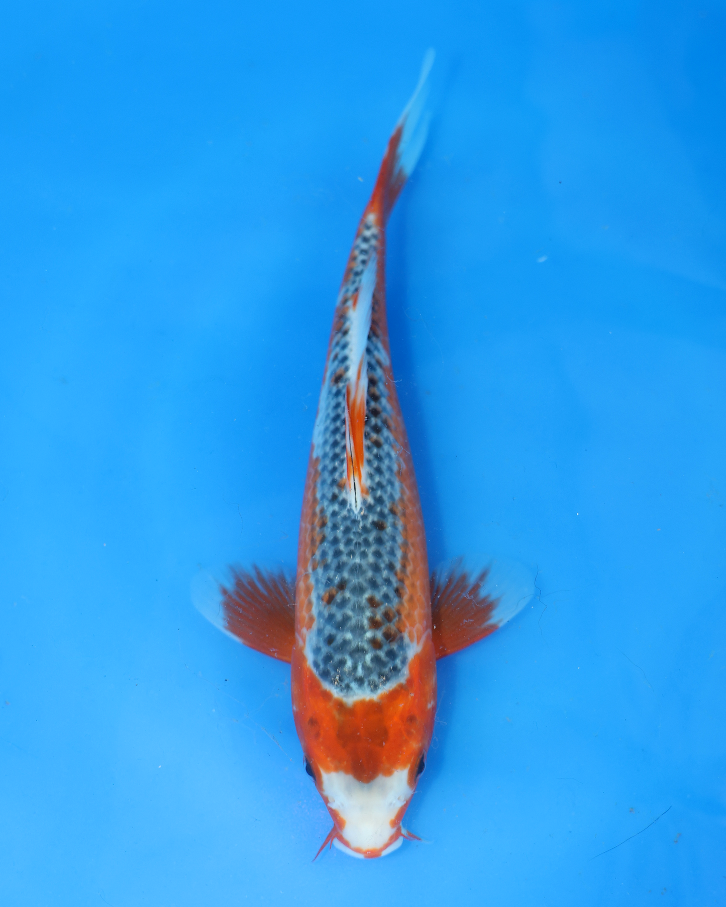 Asagi - Otsuka Koi Farm - Chibi Nisai - 8-10 inches