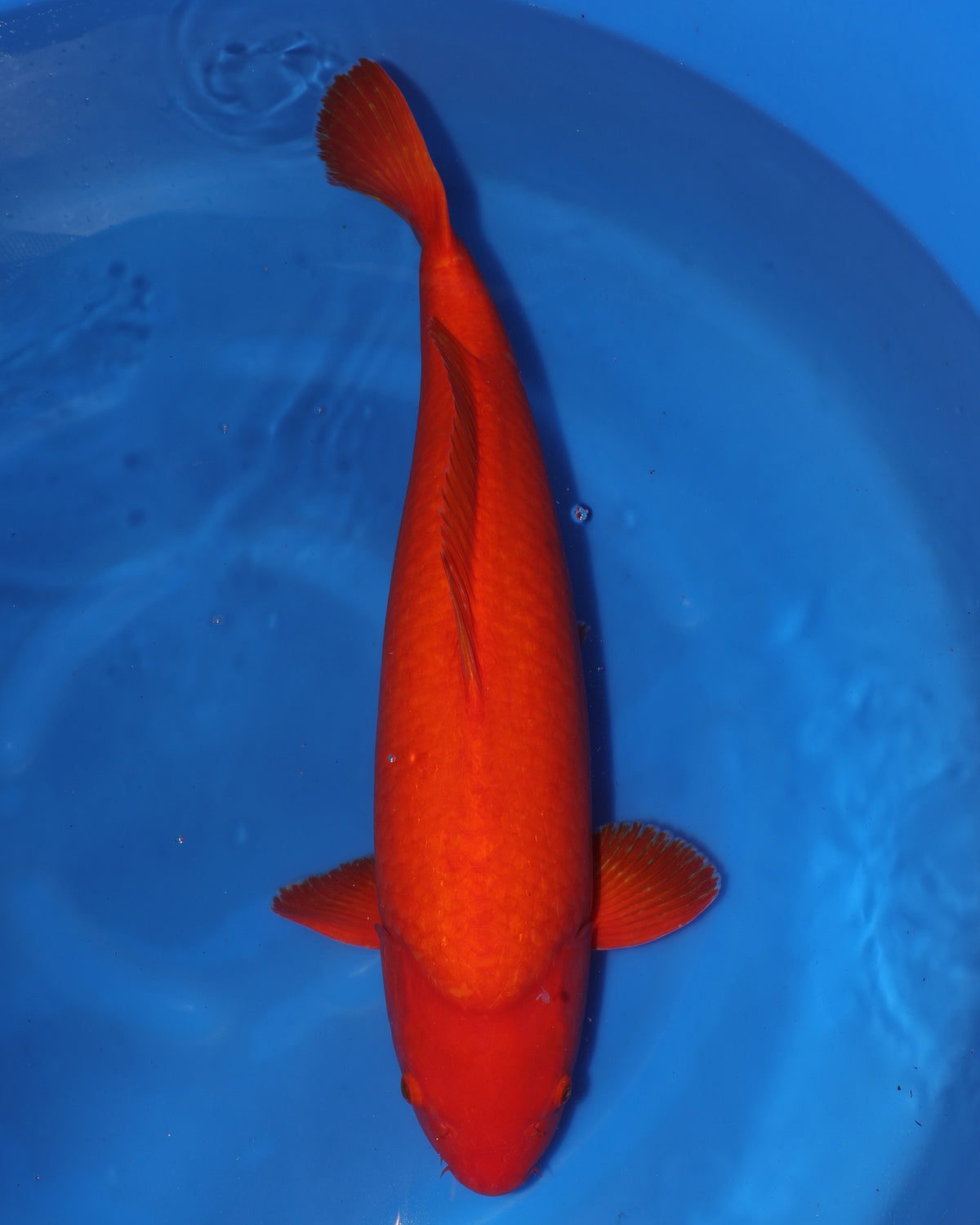 Benigoi - Otsuka Koi Farm - Nisai - Female - 70cm (28 in)