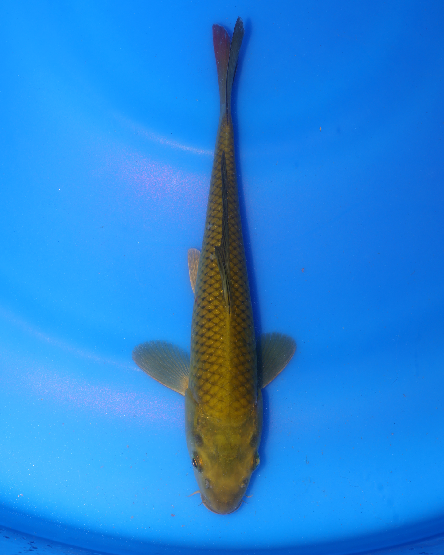 Chagoi - Otsuka Koi Farm - Chibi Nisai - 8-10 inches