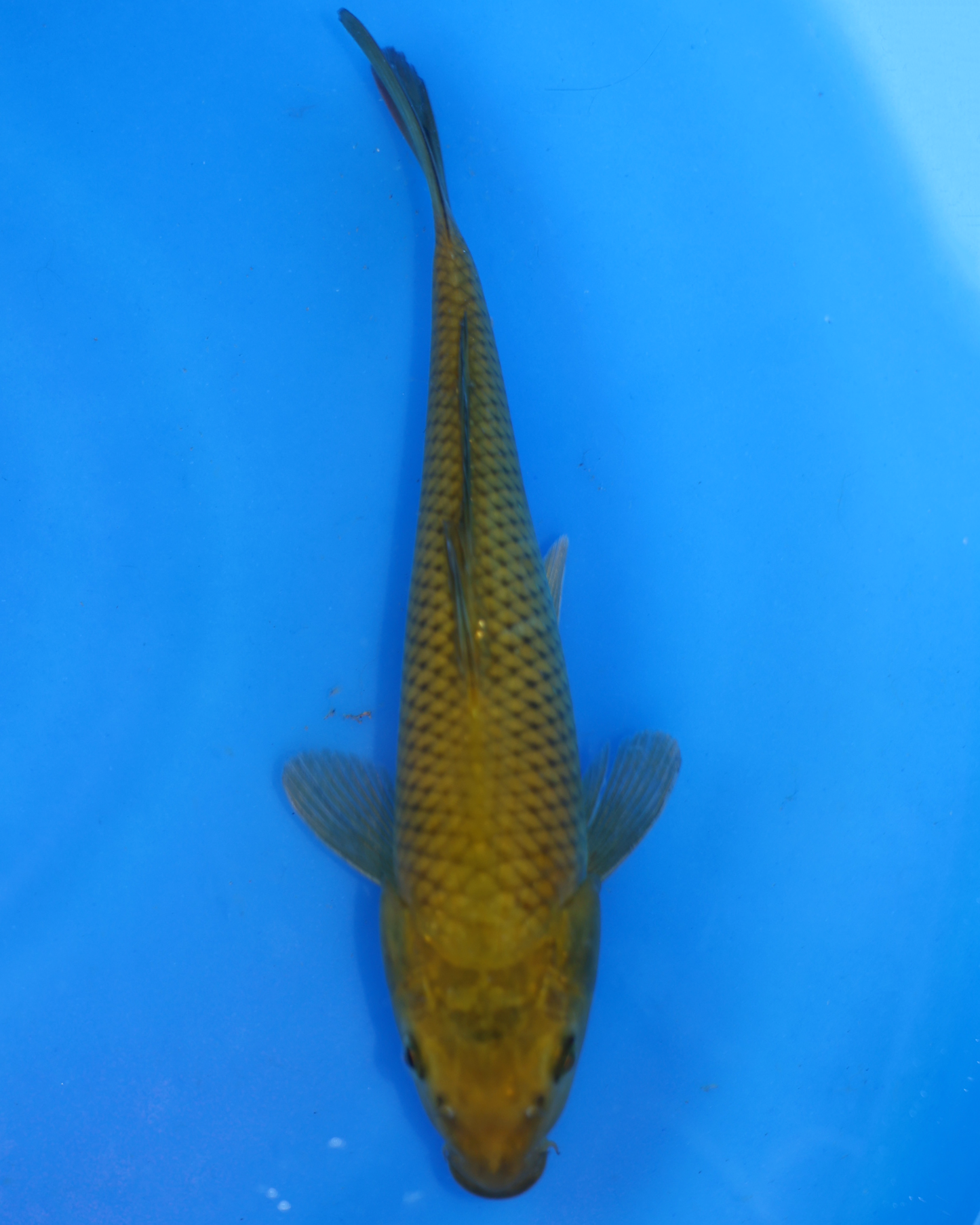 Chagoi - Otsuka Koi Farm - Chibi Nisai - 8-10 inches