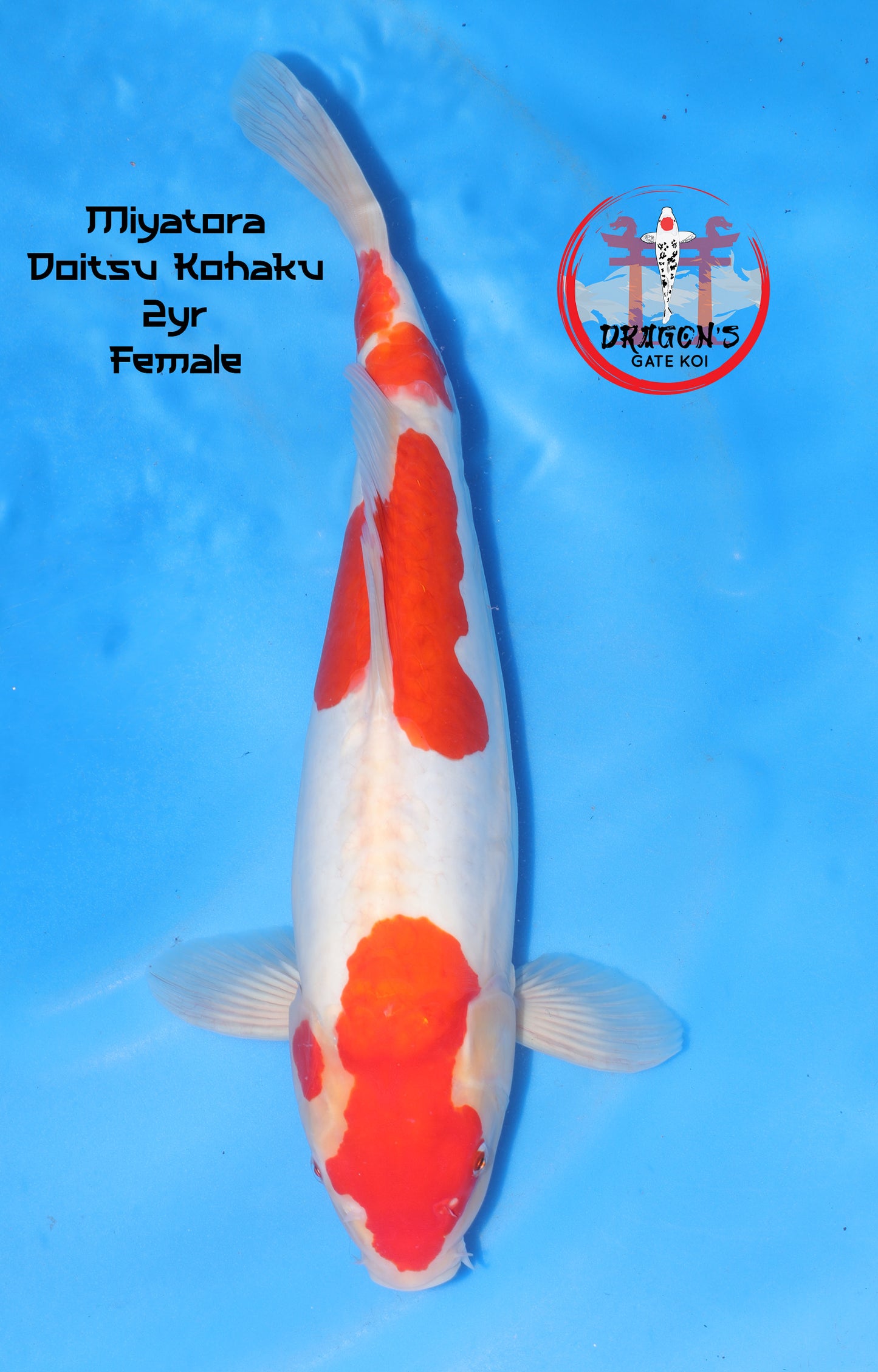 Miyatora - Doitsu Kohaku - Nisai - Female - 43 cm