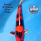 Koshiji - Doitsu Hi Showa - Sansai - 51 cm
