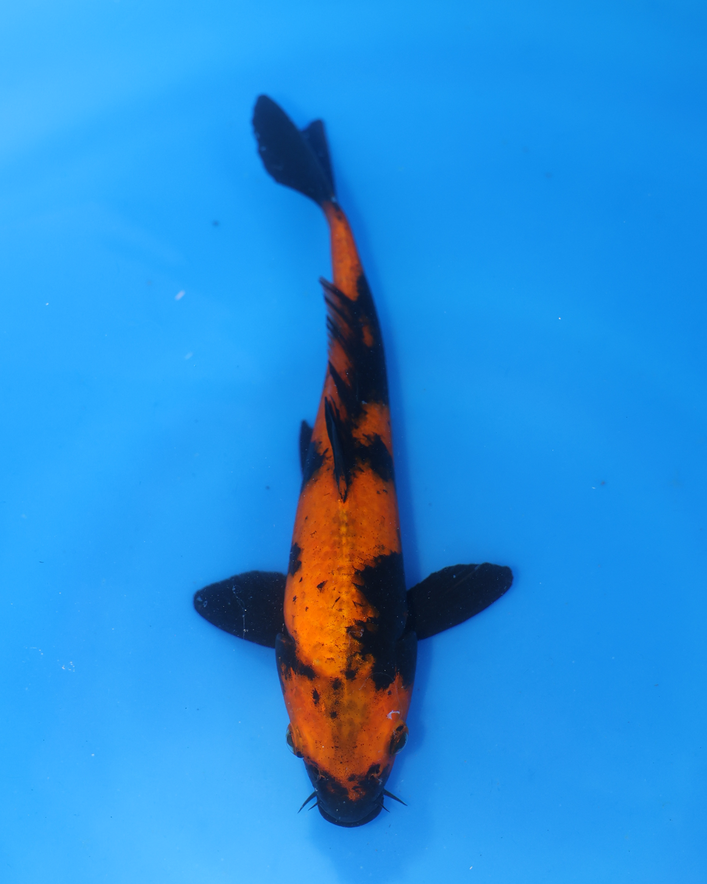 Hi Utsuri - Otsuka Koi Farm - Chibi Nisai - 8-10 inches