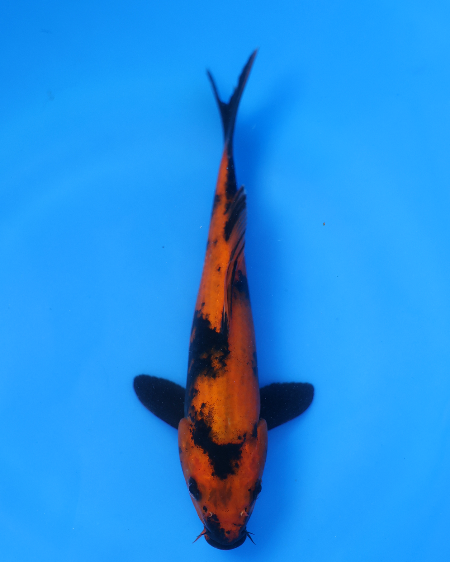 Hi Utsuri - Otsuka Koi Farm - Chibi Nisai - 8-10 inches