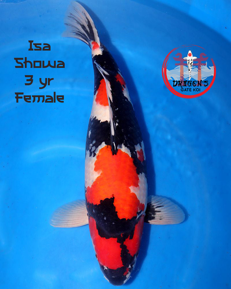 Isa Koi Farm - Showa (HQ) - Sansai (62 cm) - Female