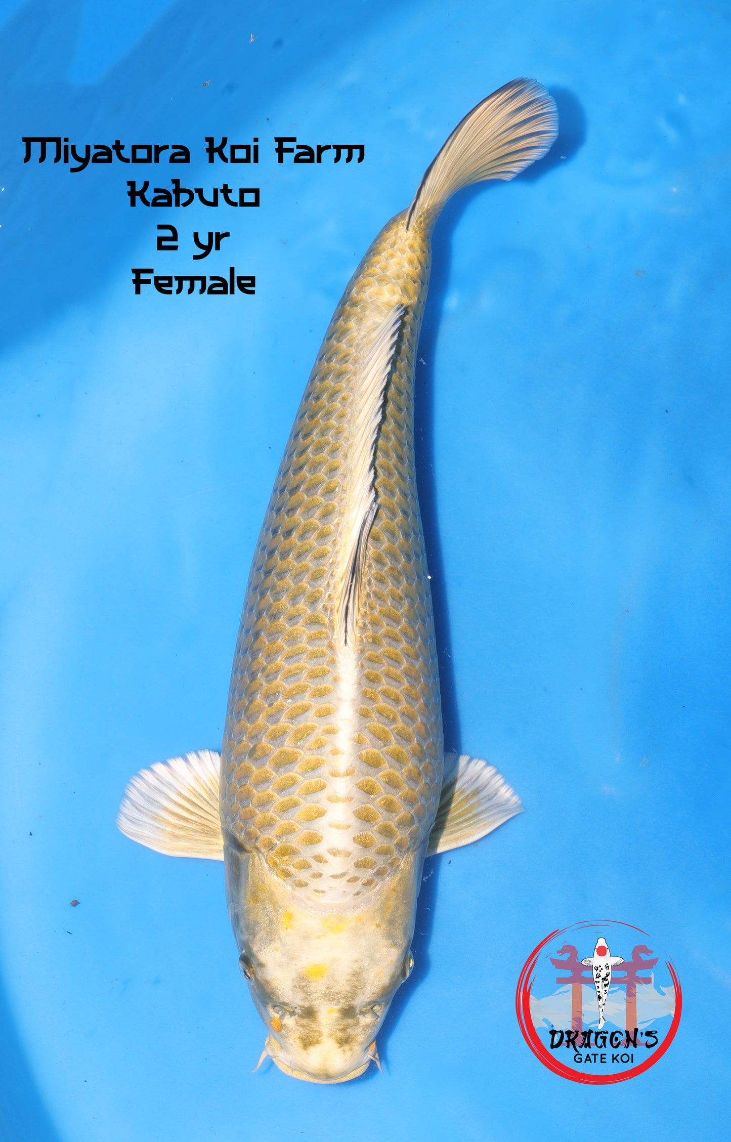 Miyatora - Kabuto - Nisai - Female - 45 cm