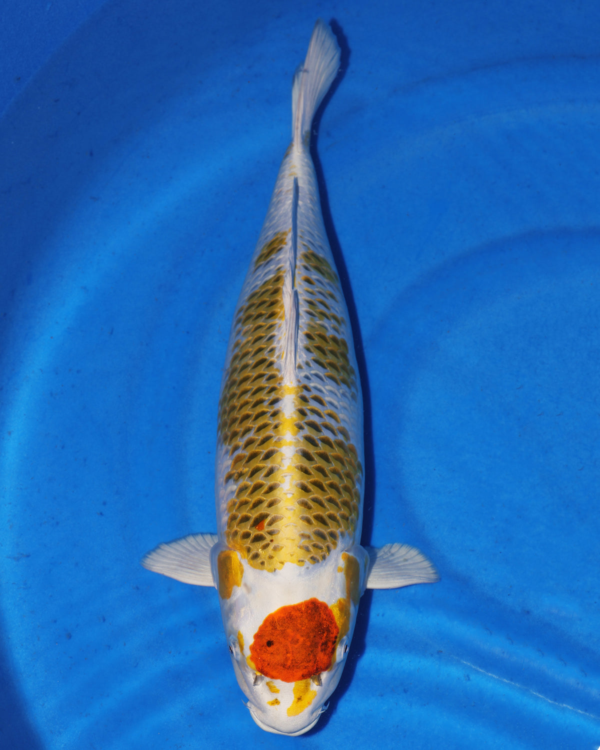 Maruten Goromo | Ki Kujaku - Ikarashi Toshinobu - Nisai - Female - 53 cm