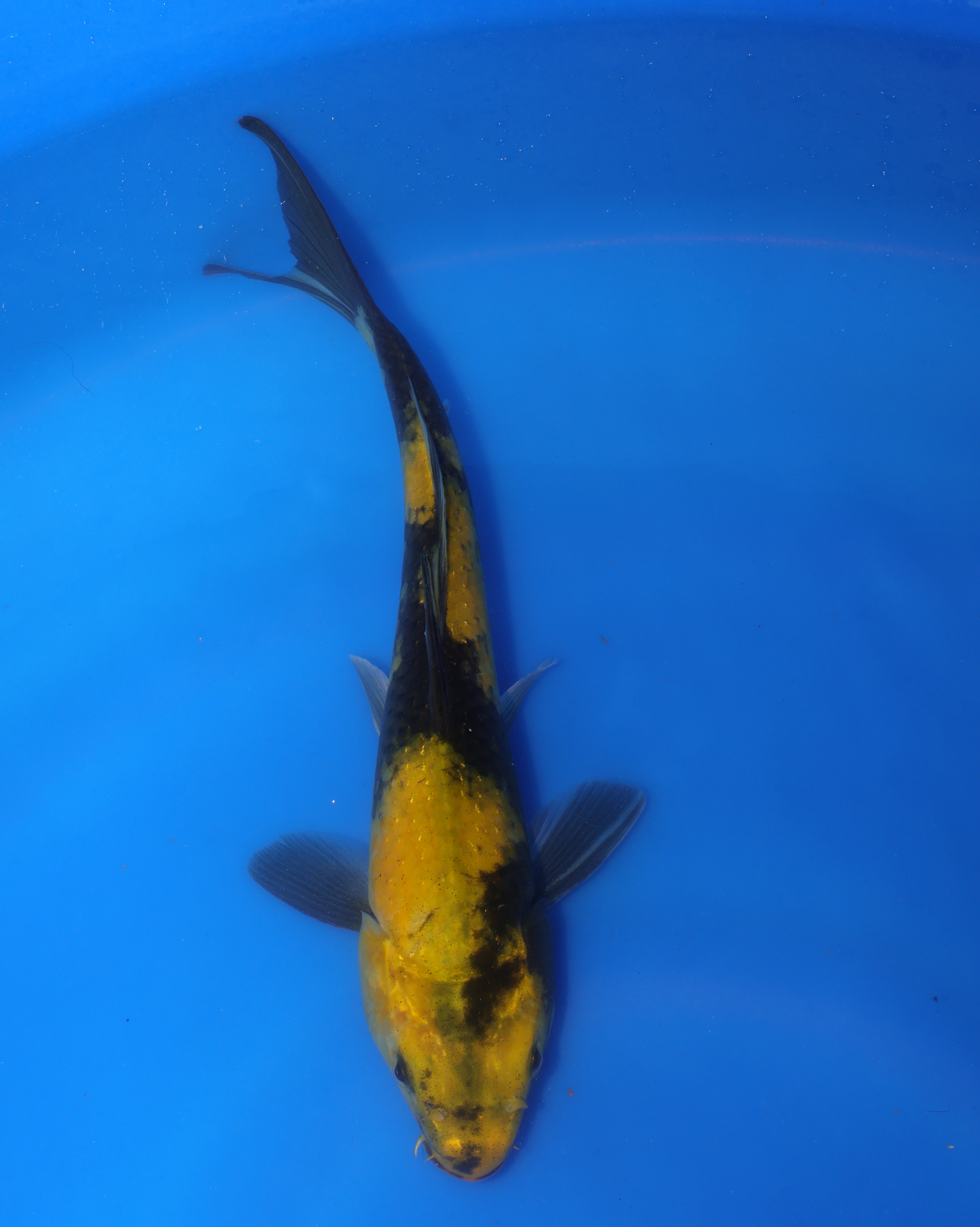 Ki Utsuri - Otsuka Koi Farm - Chibi Nisai - 8-10 inches
