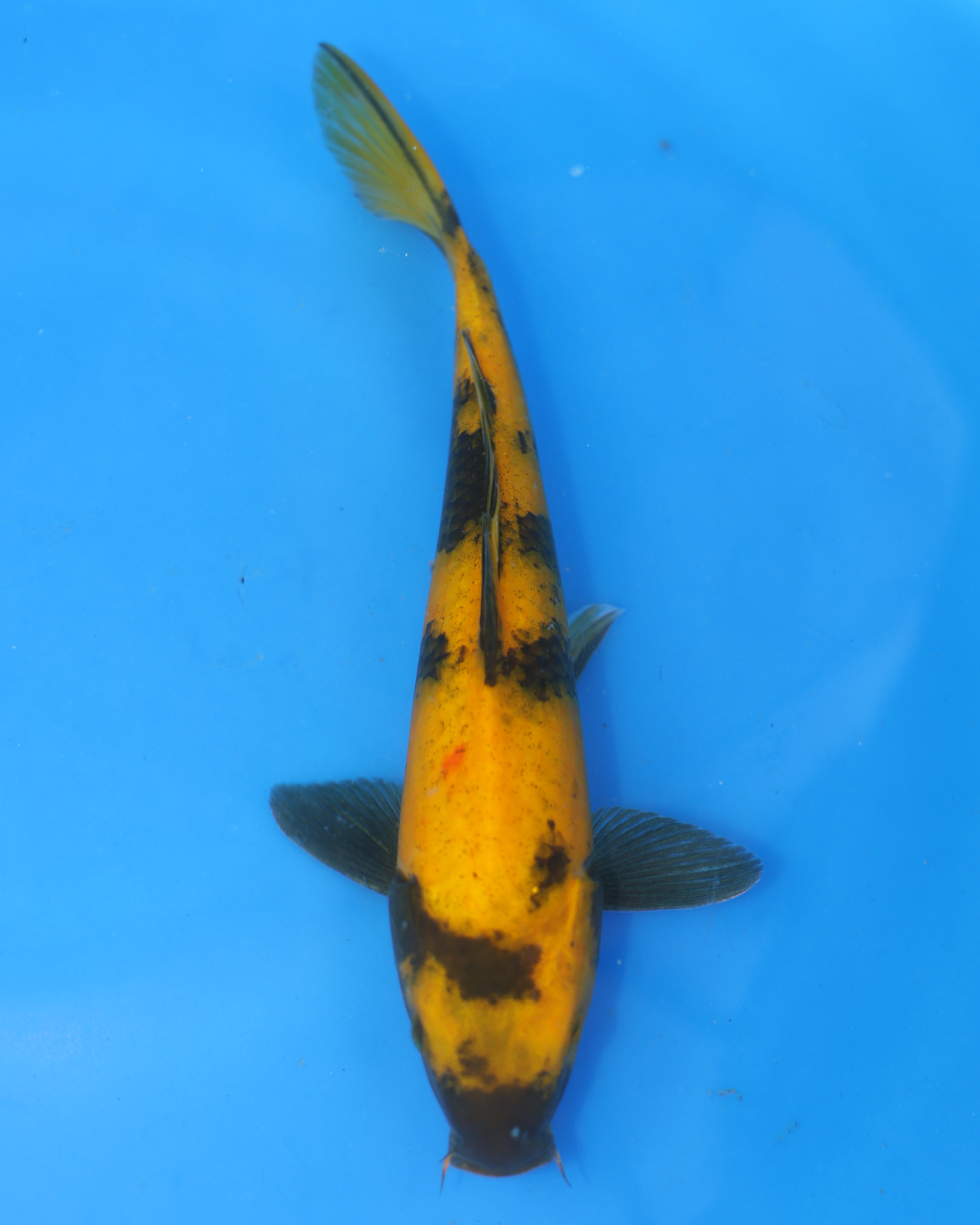 Ki Utsuri - Otsuka Koi Farm - Chibi Nisai - 8-10 inches