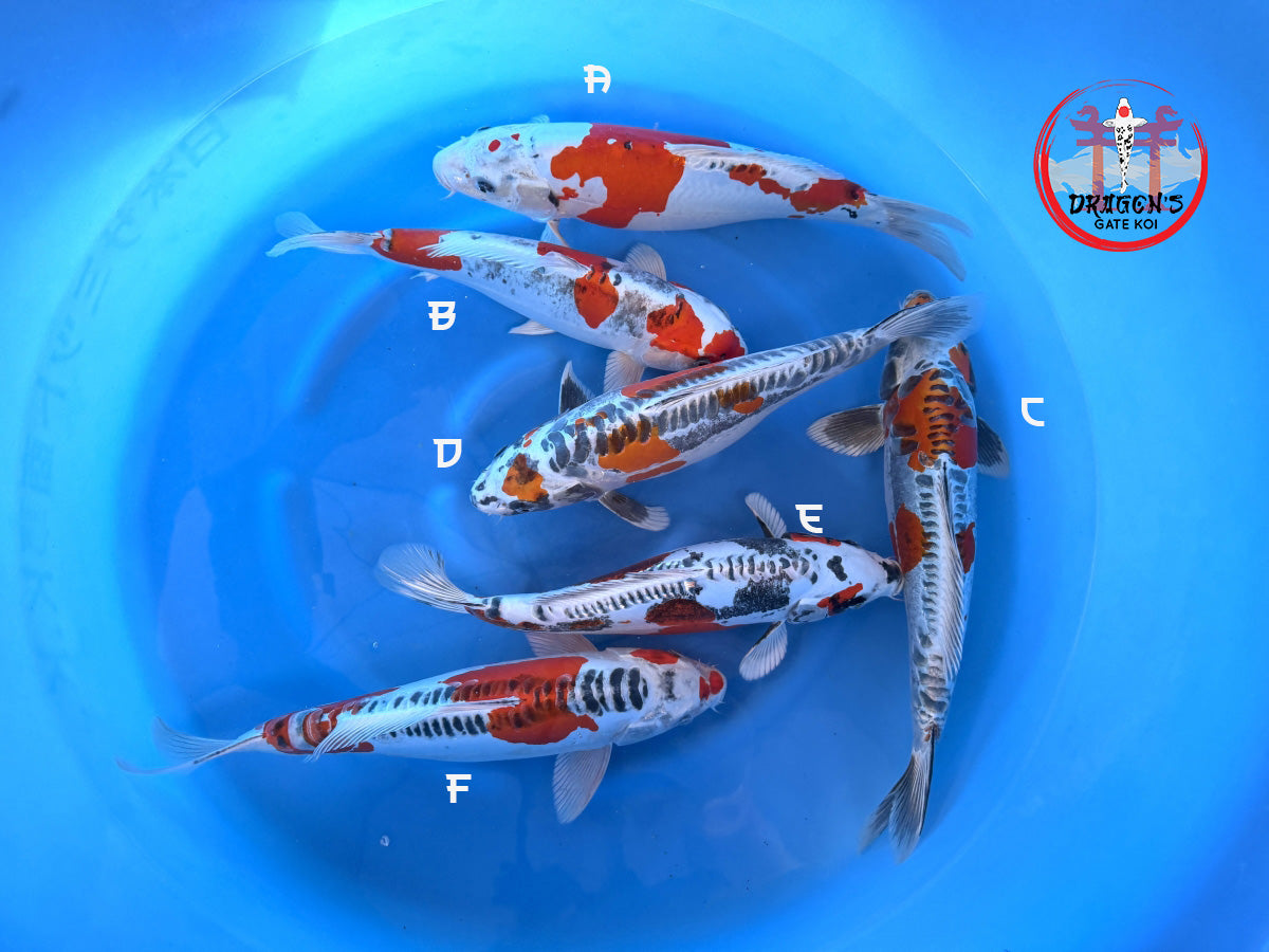 Otsuka Nisai Beni Kikokuryu Bowl