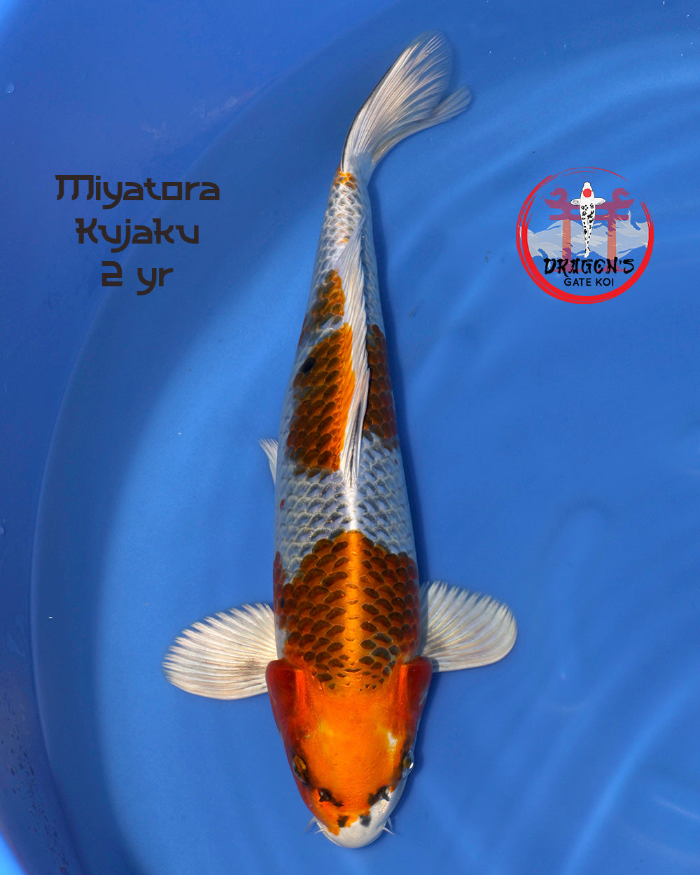 Miyatora - Kujaku - Nisai - 44 cm