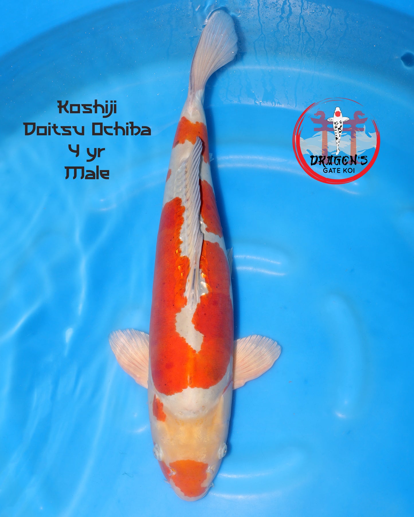 Koshiji - Doitsu Ochiba - Yonsai - 60cm