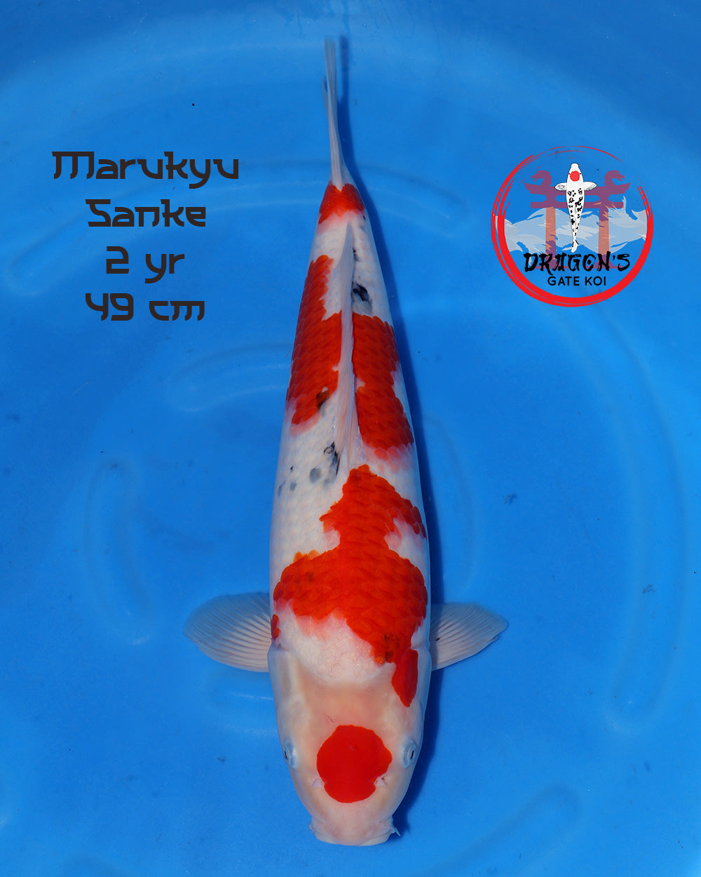Marukyu - Sanke- Female - 49 cm (HQ)