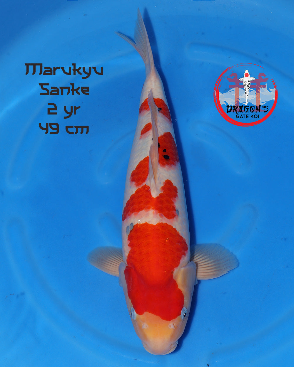 Marukyu - Sanke- Female - 49 cm (HQ)