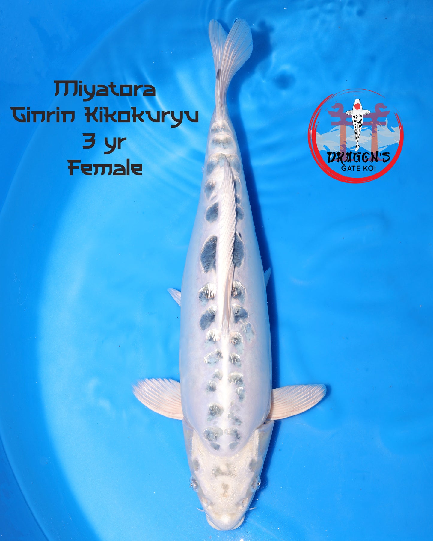 Miyatora - Ginrin Kikokuryu - Sansai - Female - 55cm