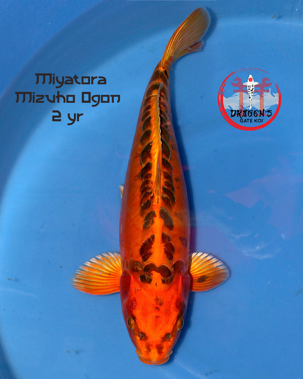Miyatora - Mizuho Ogon - Nisai - Female - 44 cm