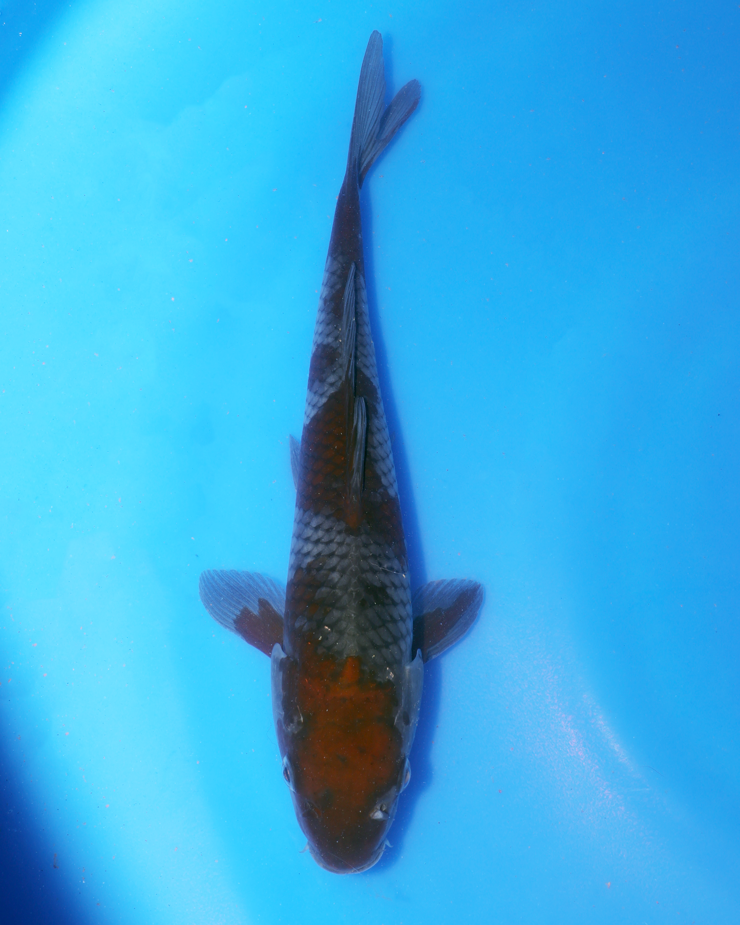 Ochiba - Otsuka Koi Farm - Chibi Nisai - 8-10 inches