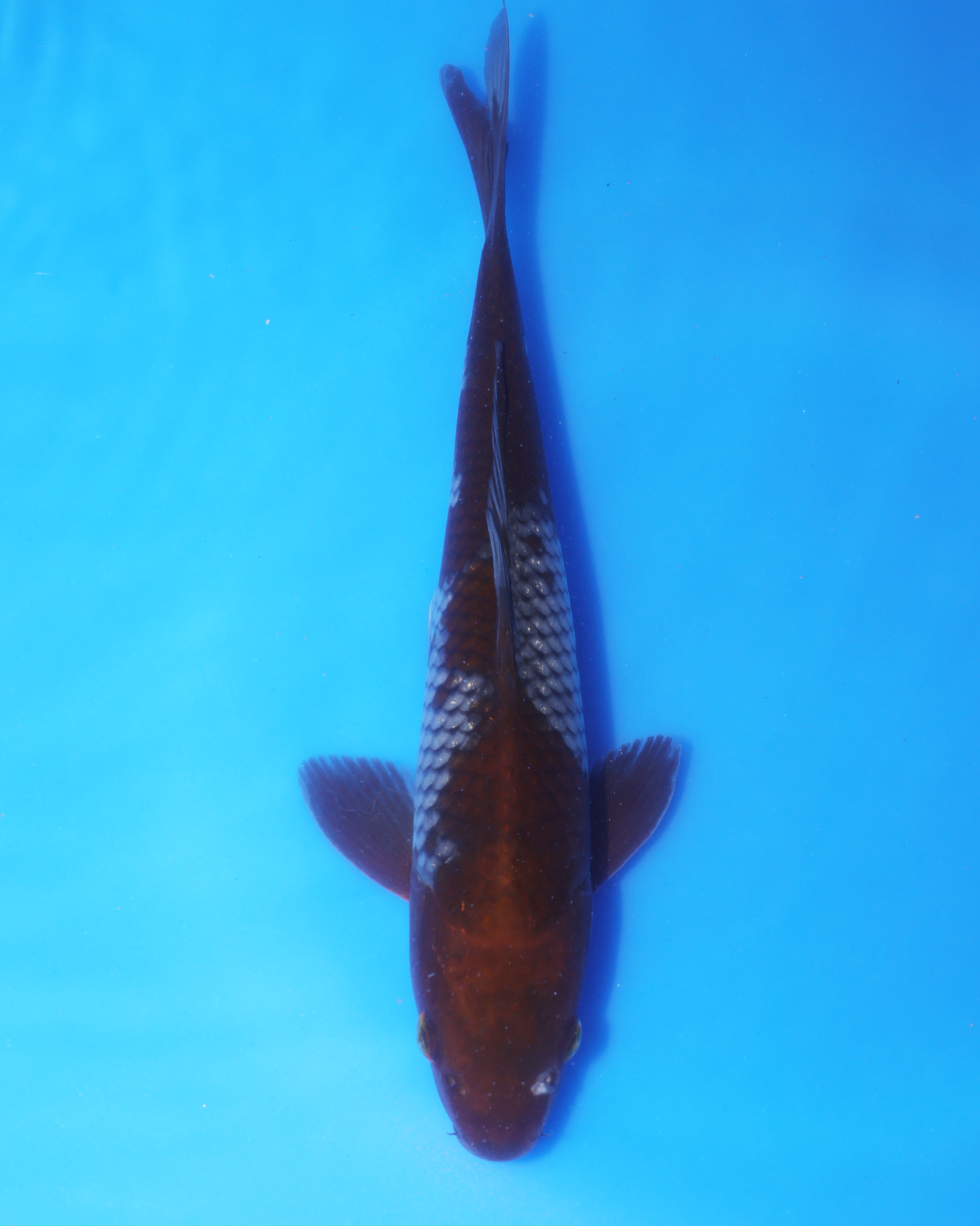 Ochiba - Otsuka Koi Farm - Chibi Nisai - 8-10 inches