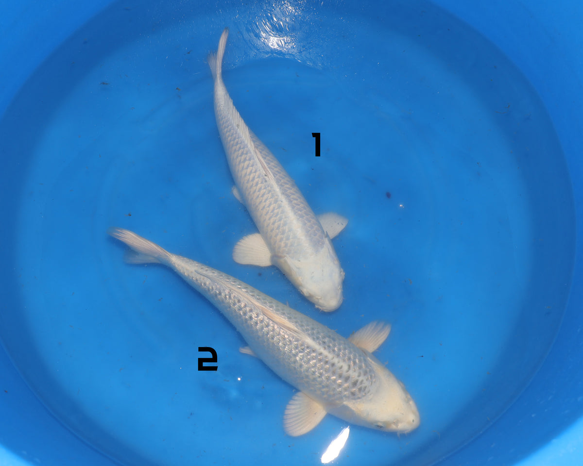 Platinum Ogon - Sakazume - Nisai - Unkown Gender - 40-45 cm