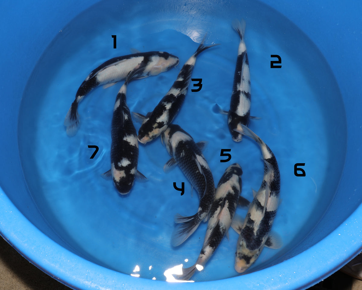 Shiro Utsuri Mixed Bow -Koshiji - Nisai - Female - 33-38 cm