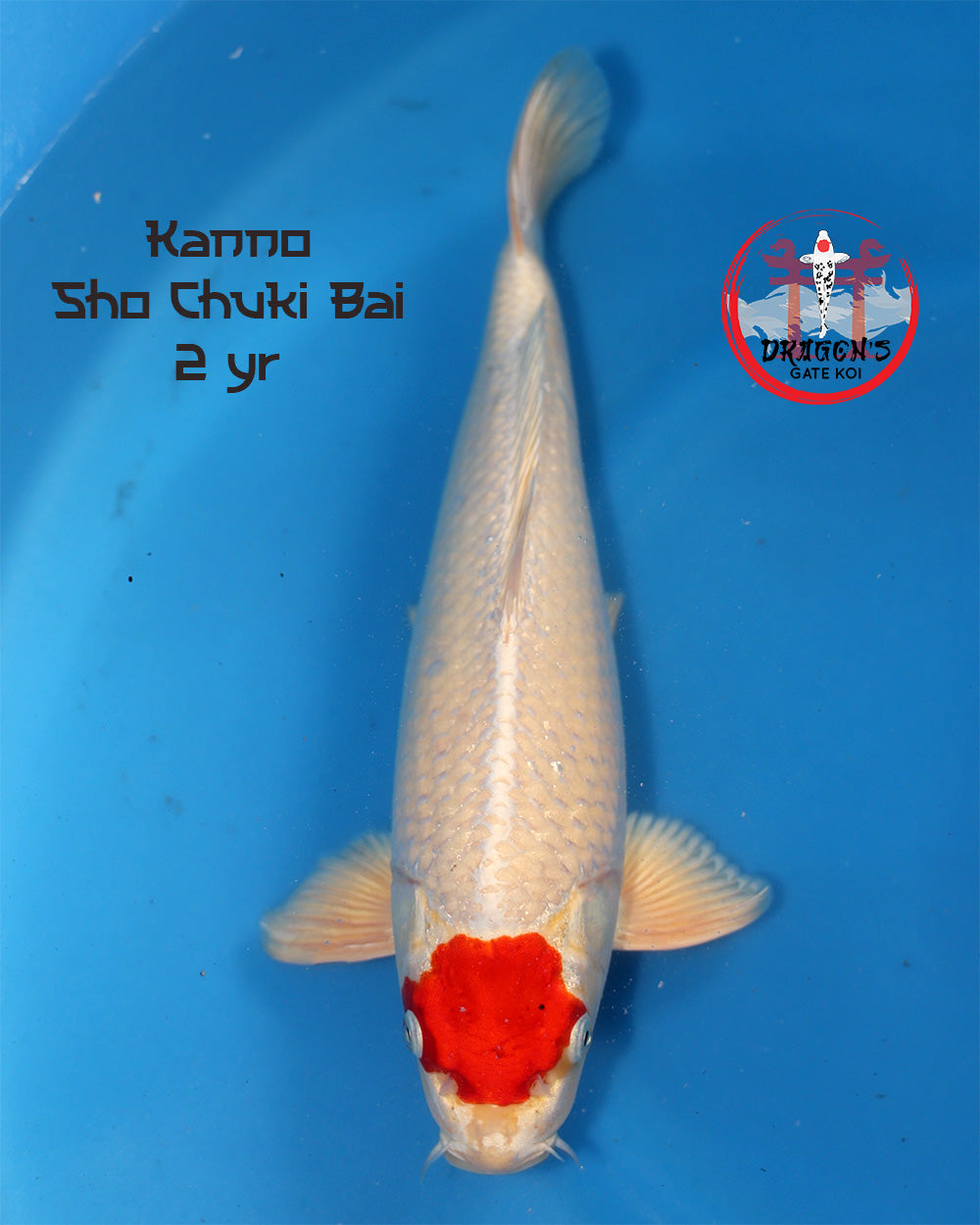 Kanno - Tancho Shochikubai - Nisai - 40 cm