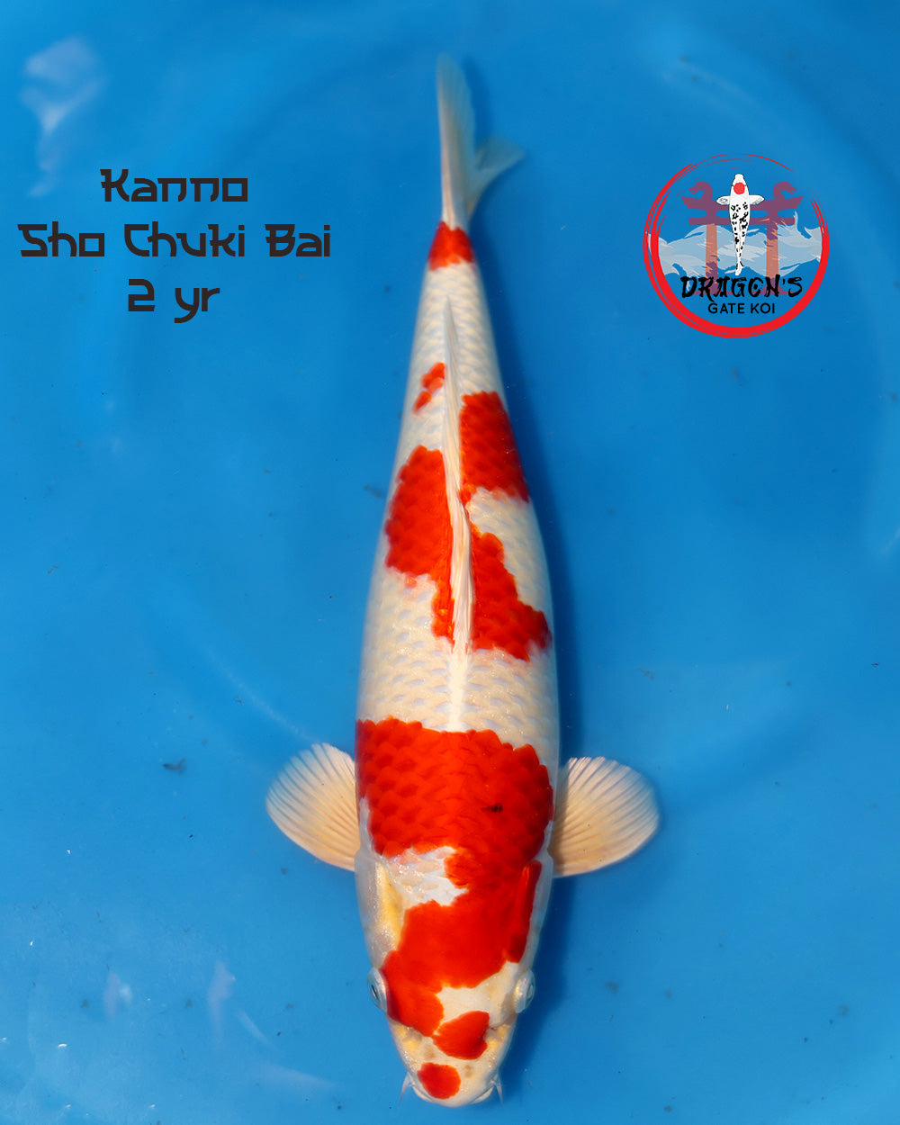 Kanno - Shochikubai - Nisai - 45 cm