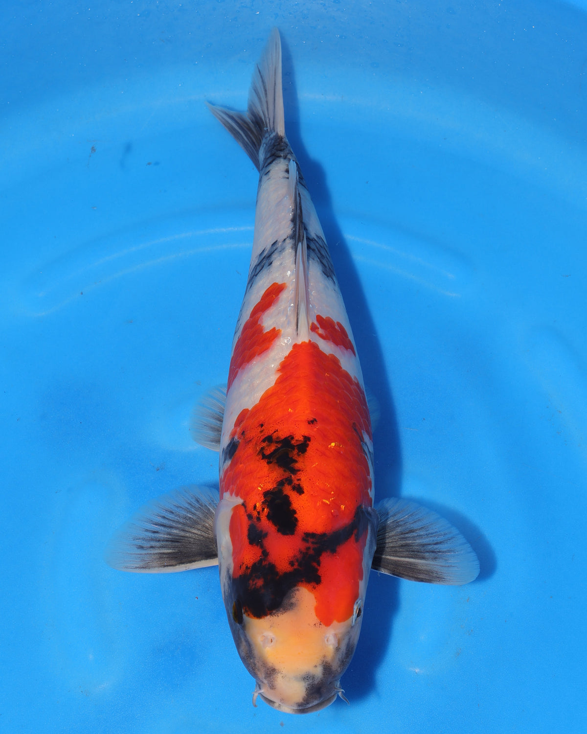 Showa - Sakamaki - Nisai - Male - 45 cm