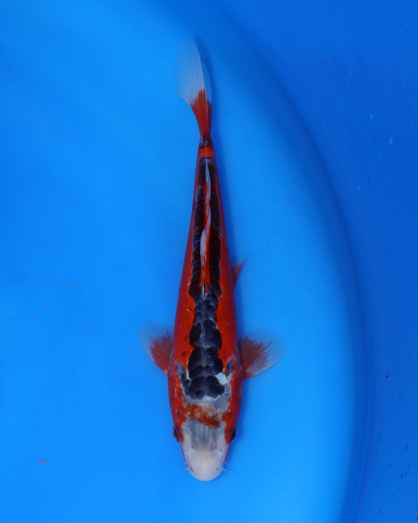 Shusui - Otsuka Koi Farm - Chibi Nisai - 8-10 inches
