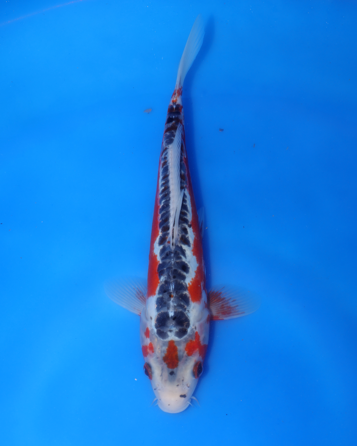 Shusui - Otsuka Koi Farm - Chibi Nisai - 8-10 inches