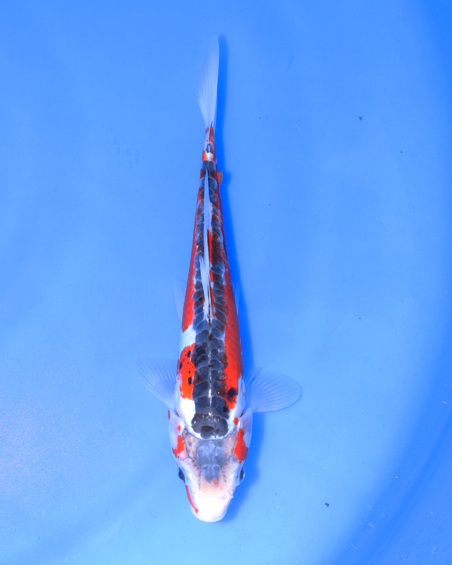 Shusui - Otsuka Koi Farm - Chibi Nisai - 8-10 inches
