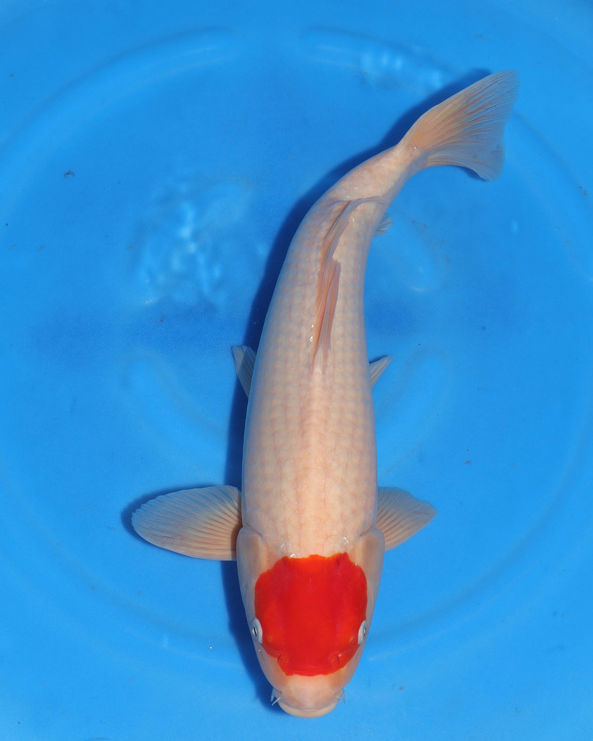 Tancho Kohaku - Sakamaki - Nisai - Male - 46 cm