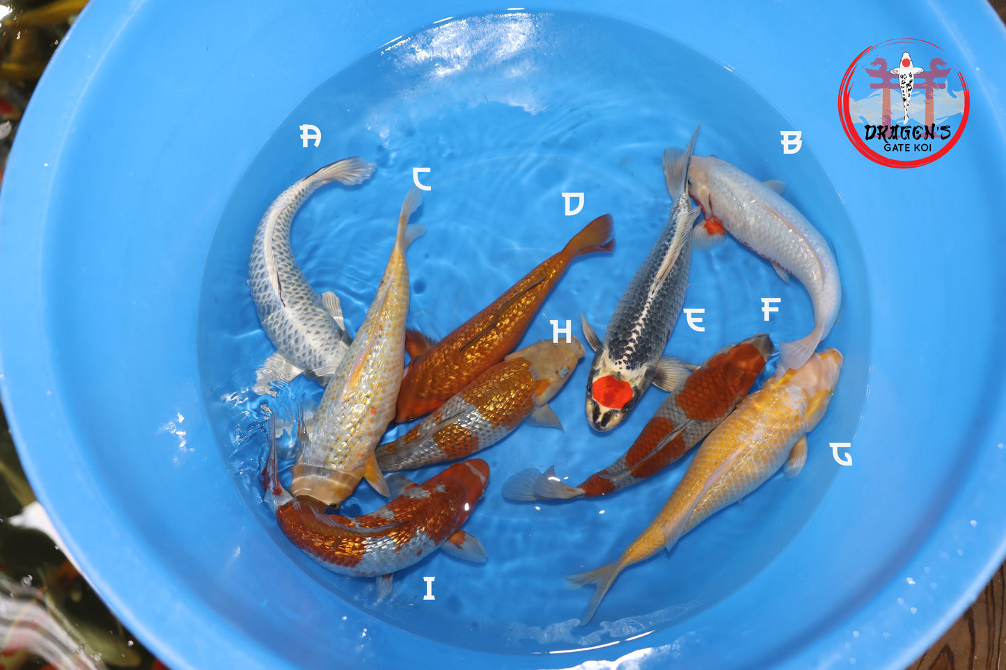 Ikarashi Ozumi Mixed Bowl