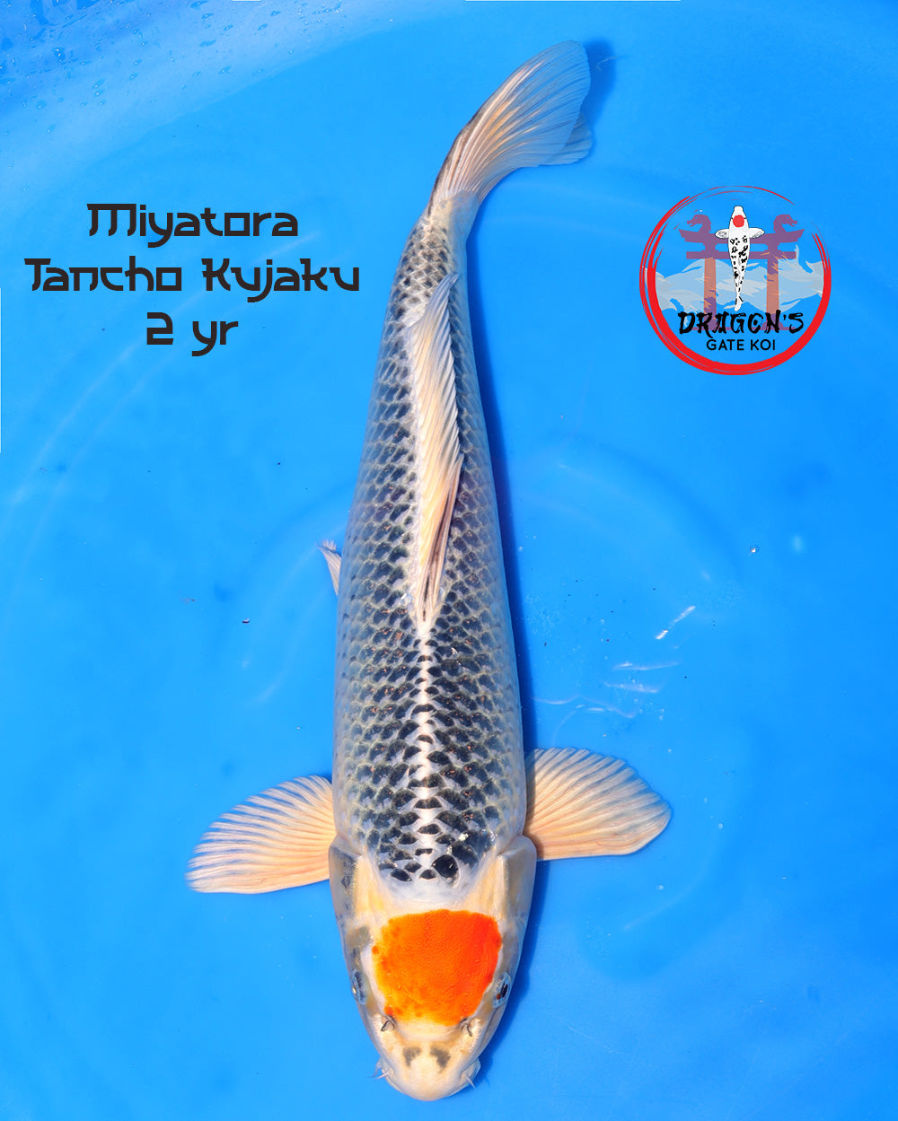 Miyatora - Tancho Kujaku - Nisai - 41 cm