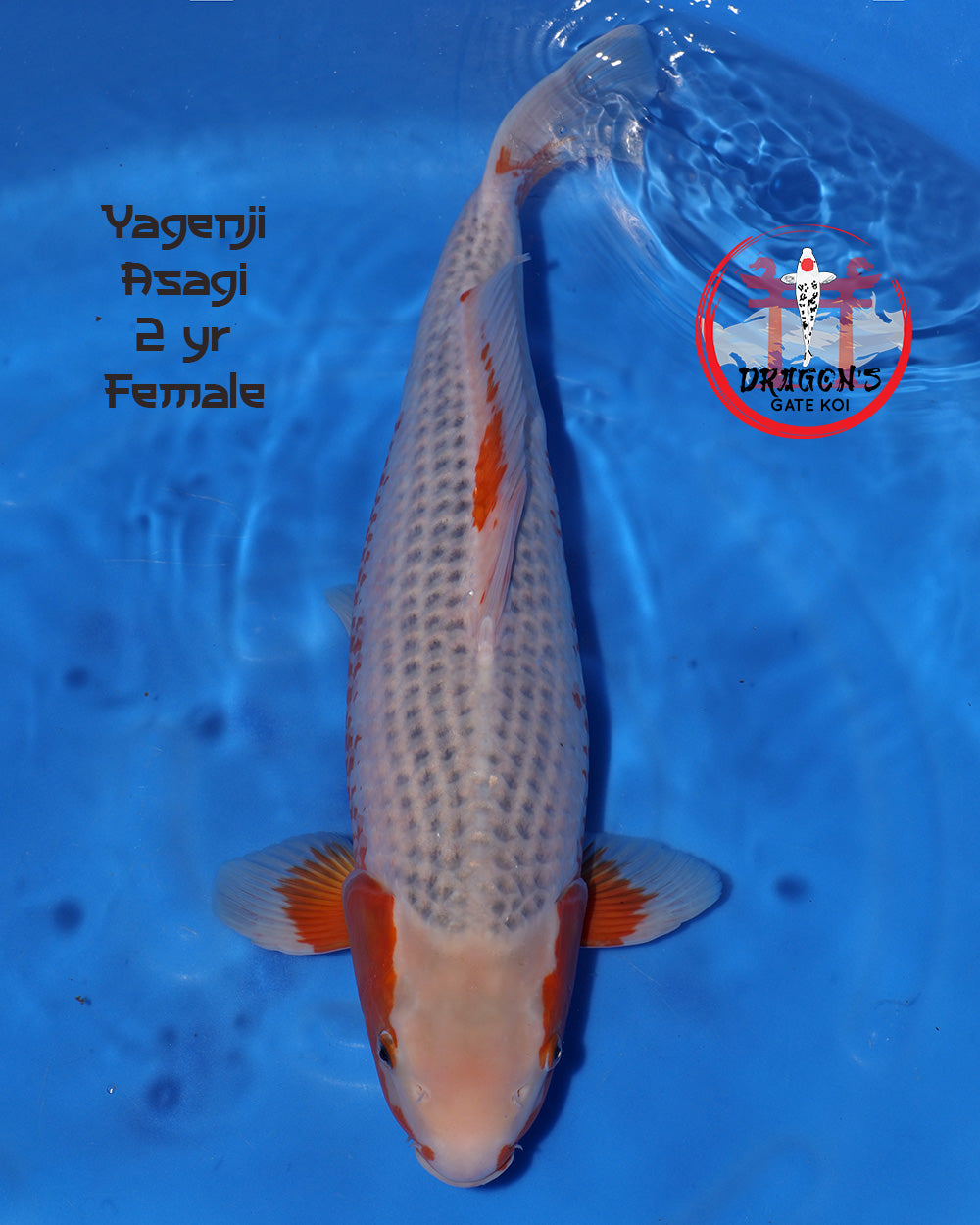 Yagenji - Asagi - 53cm - Nisai