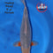 Yagenji - Asagi - 55cm - Nisai