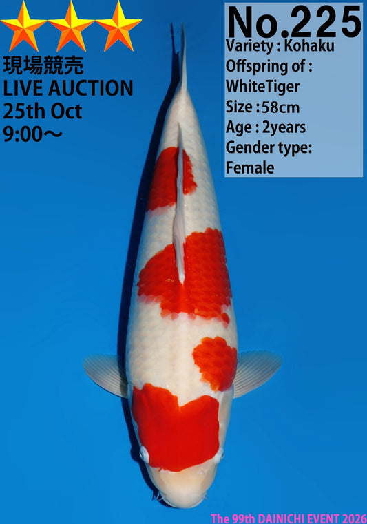 Kohaku - Dainichi - Nisai - Female - 58 cm