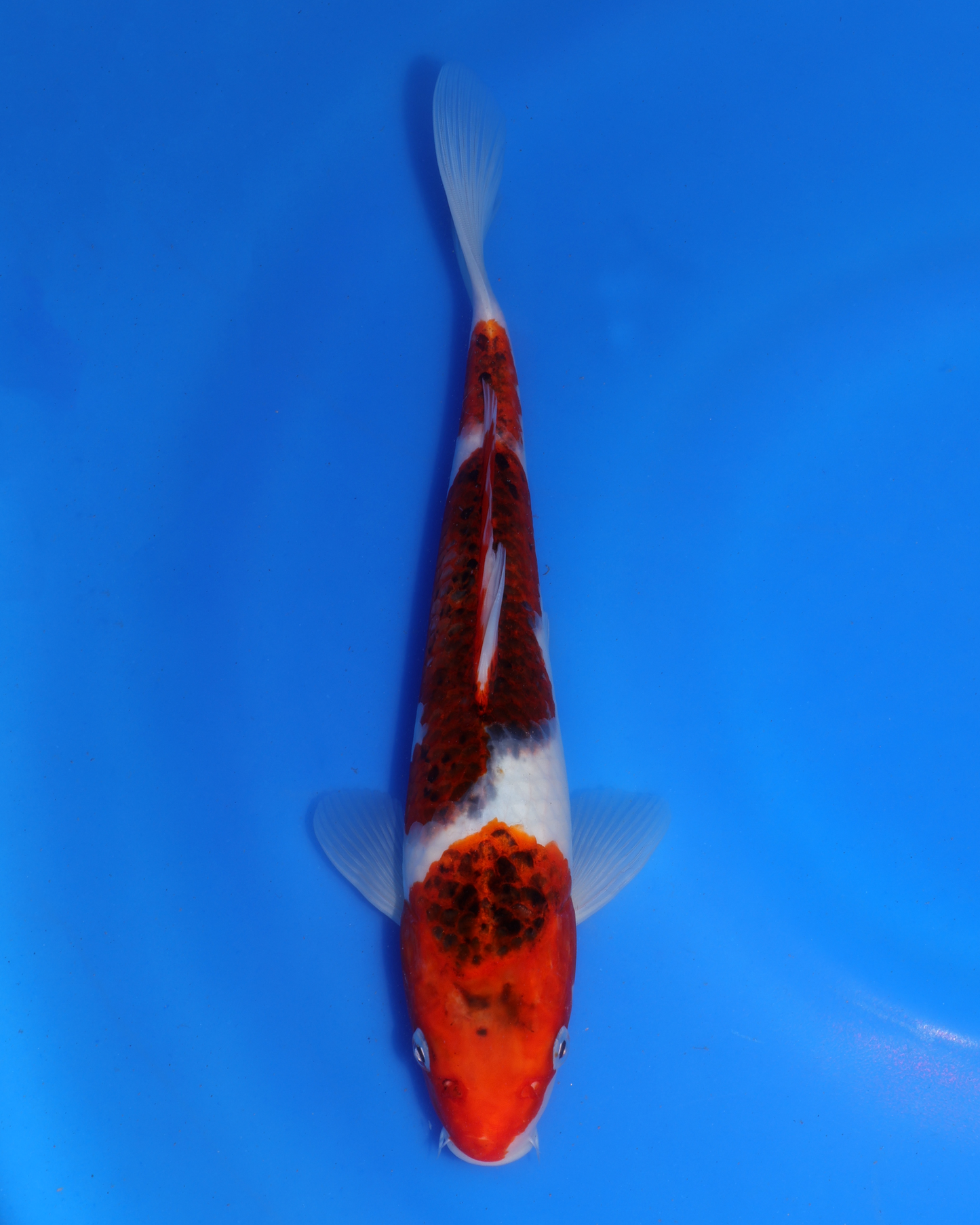 Ai Goromo - Otsuka Koi Farm - Chibi Nisai - 8-10 inches